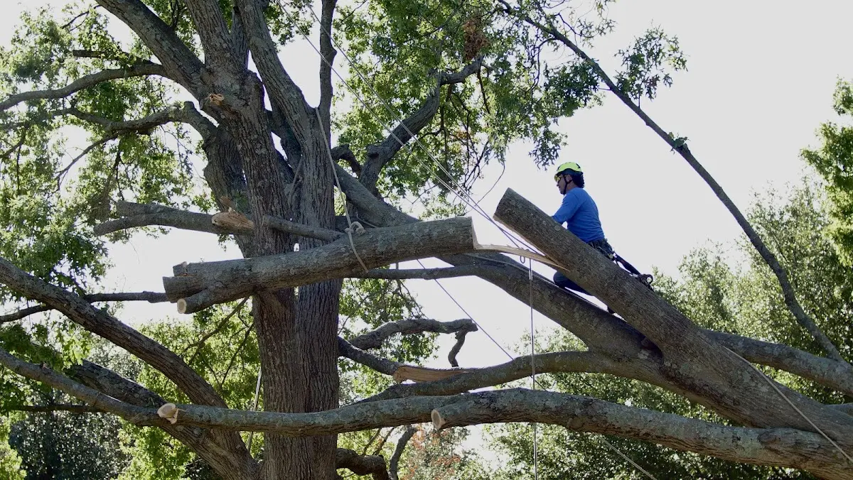 Professional Crown Thinning performed by certified arborists in Patterson
