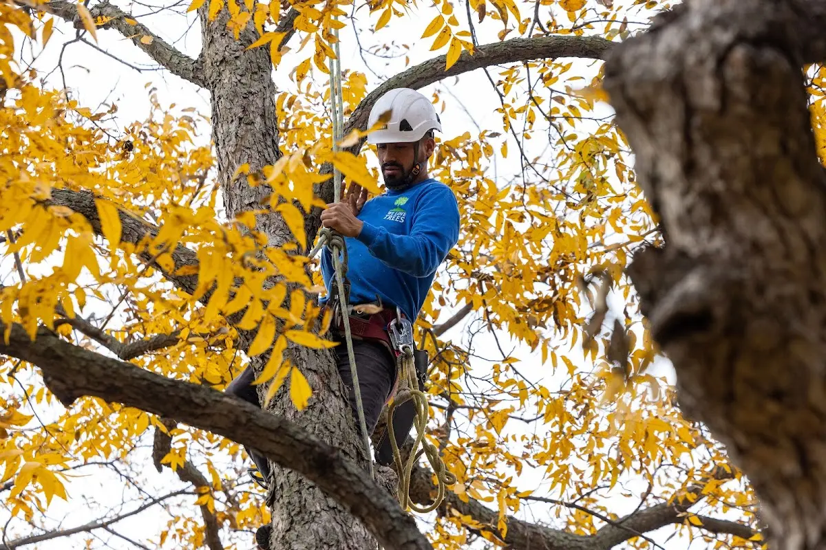 Skilled Tree Pruning crew working in Patterson