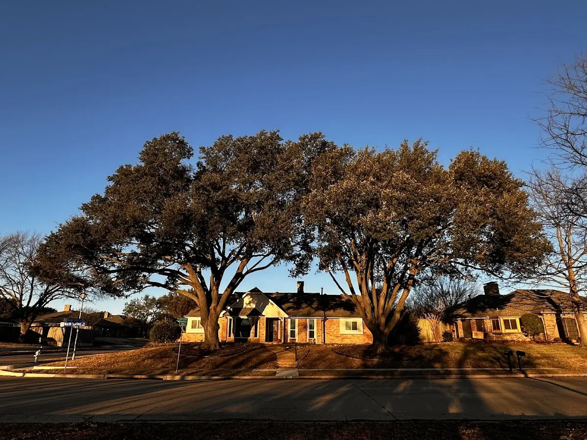 Established residential canopy tree shading a home in Patterson
