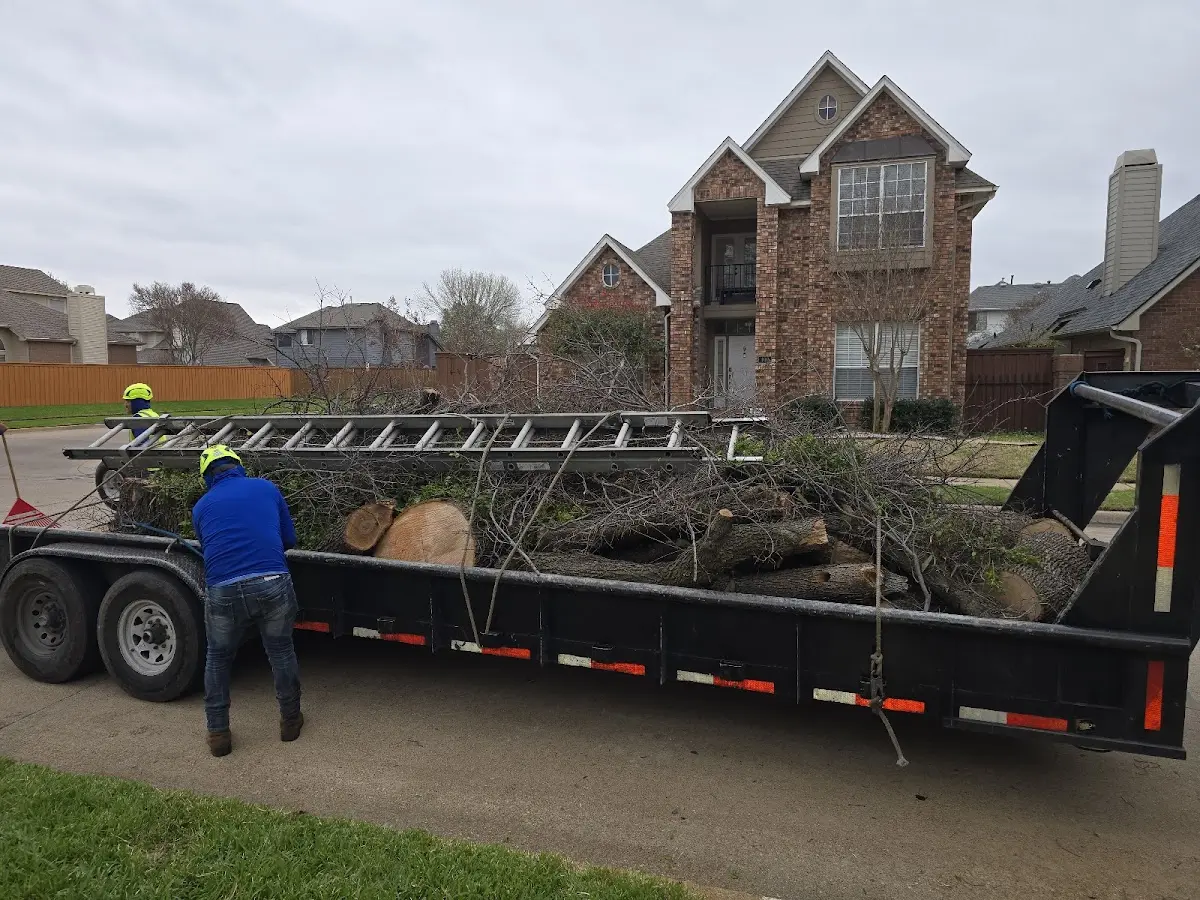 Expert Tree Removal with proper safety equipment in Patterson